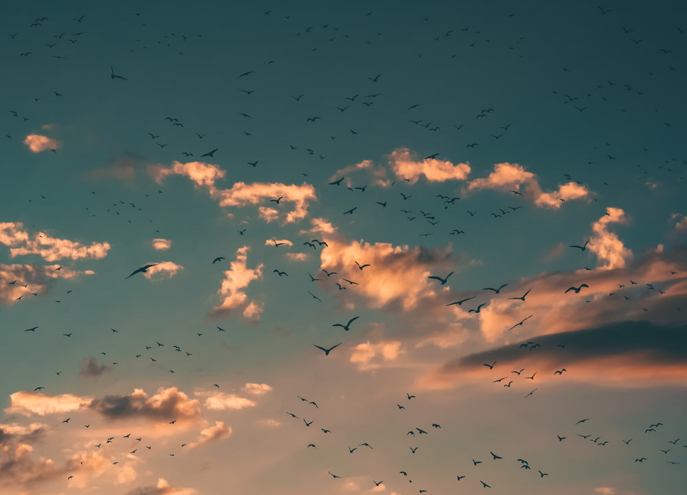 flying birds during sunset