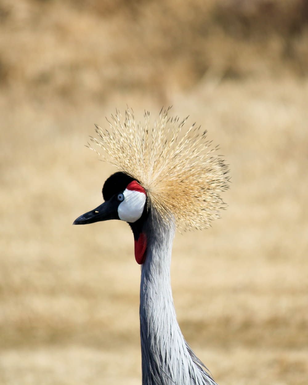 Selektives Fokusfoto eines grauen, schwarzen und roten Vogels