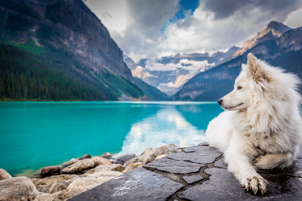 Un perro blanco sentado en una formación rocosa cerca de un gran estanque de montaña.