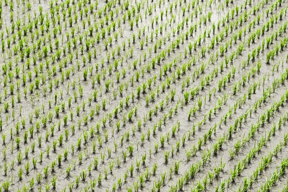 Fotografia aerea delle coltivazioni di riso durante il giorno