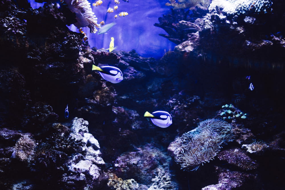 two blue-and-black fishes under the sea