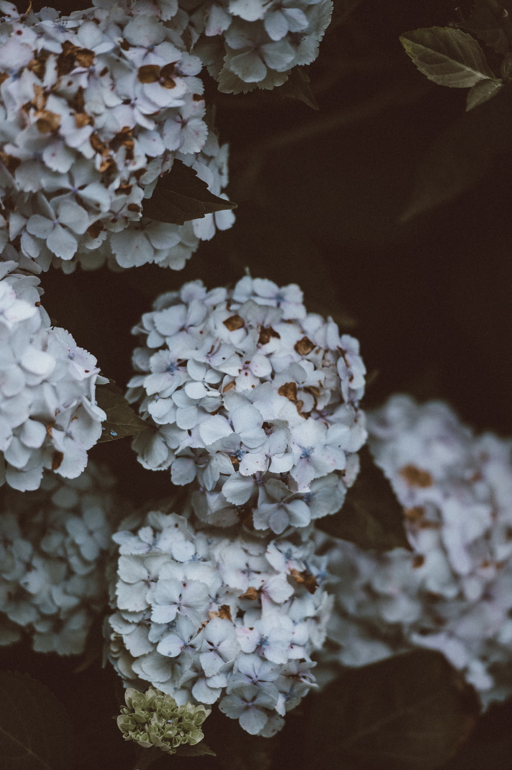 close-up photography of white hydrangeas flowers