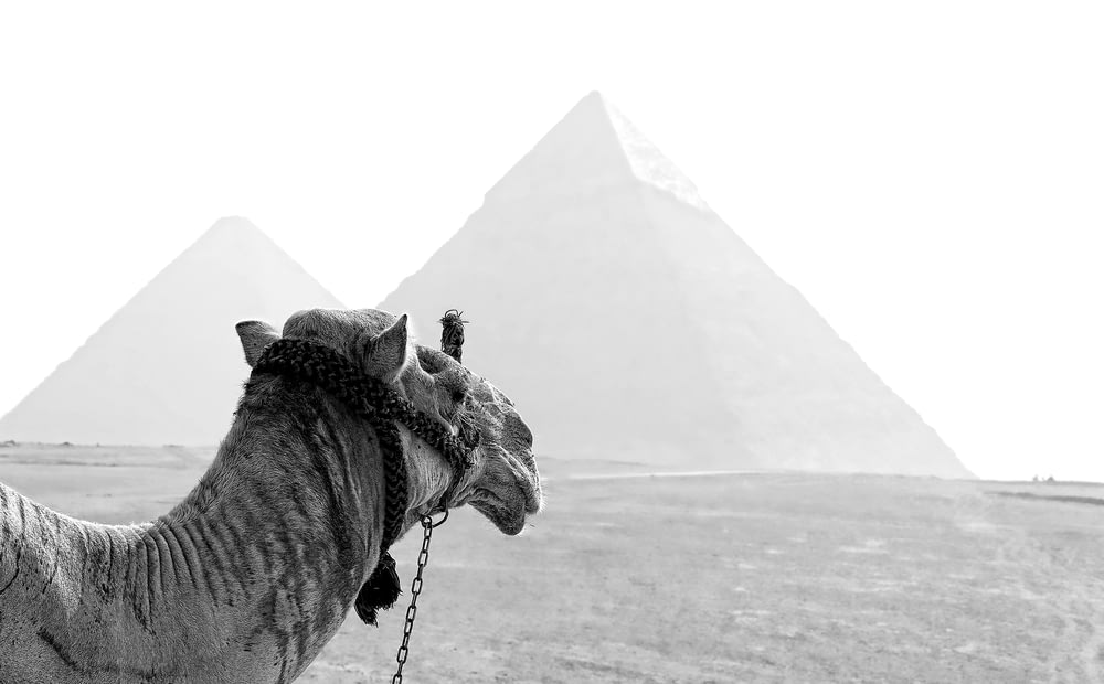 Fotografía en escala de grises de camello y pirámide