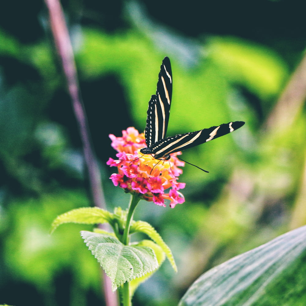 selective focus photography of white and black butterfly on pink flower