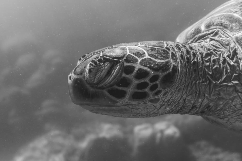 grayscale photo of turtle