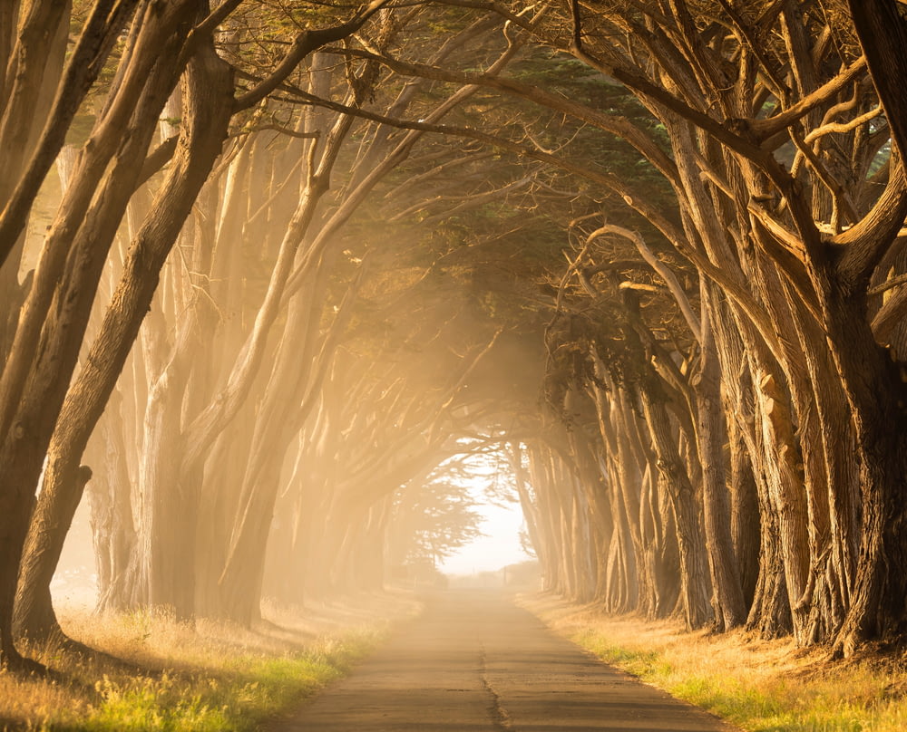 Leere Straße zwischen hohen Bäumen während der goldenen Stunde