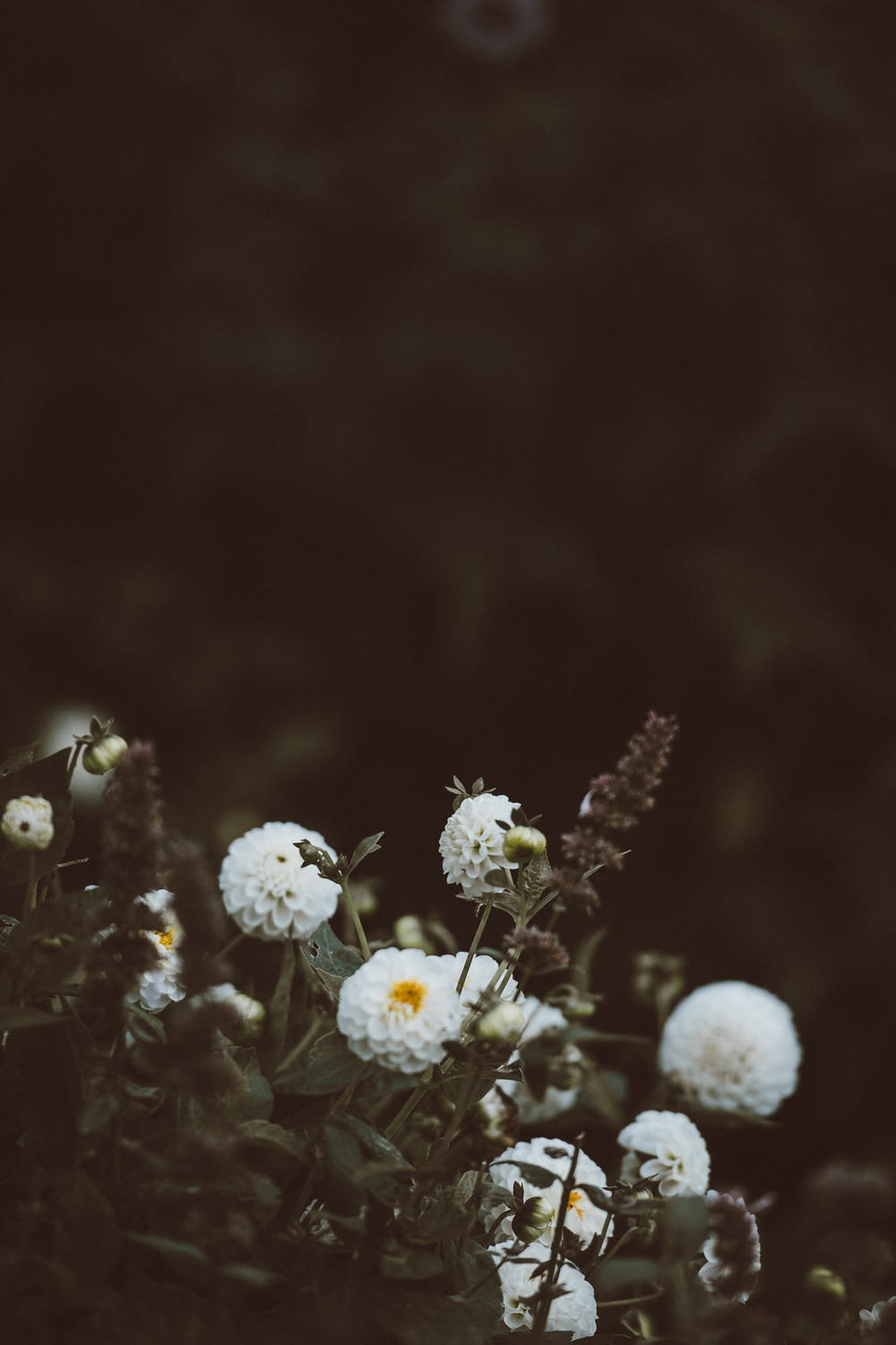 白い花びらのクラスター花