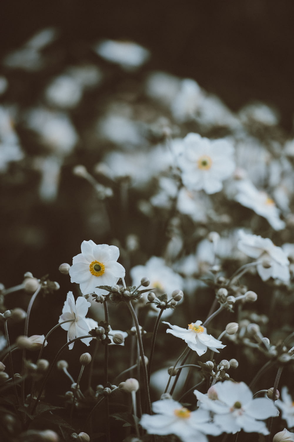 白い花びらの花の選択的撮影
