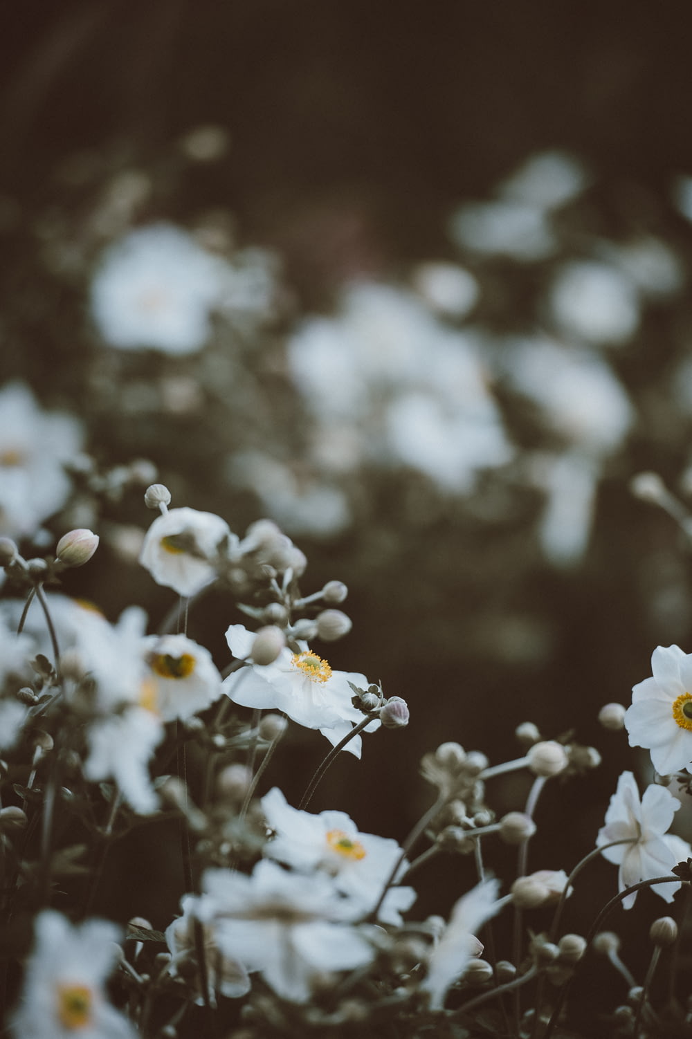 白と黄色の花びらのセレクティブフォーカス撮影
