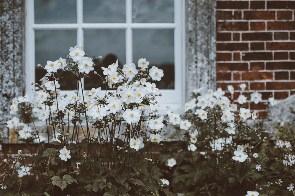 窓の近くの白い蛾の蘭の花