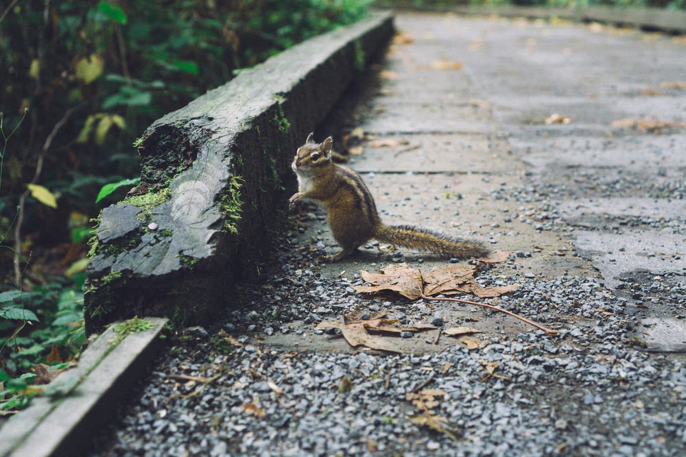 selective focus photography of squirrel on road