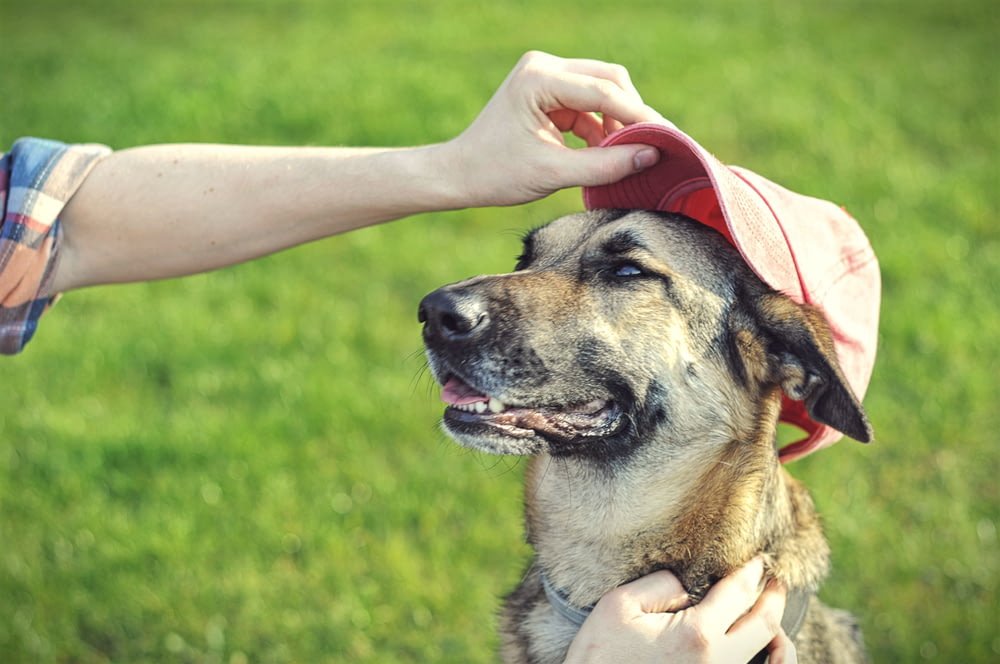 adult short-coated brown dog wearing red fitted cap