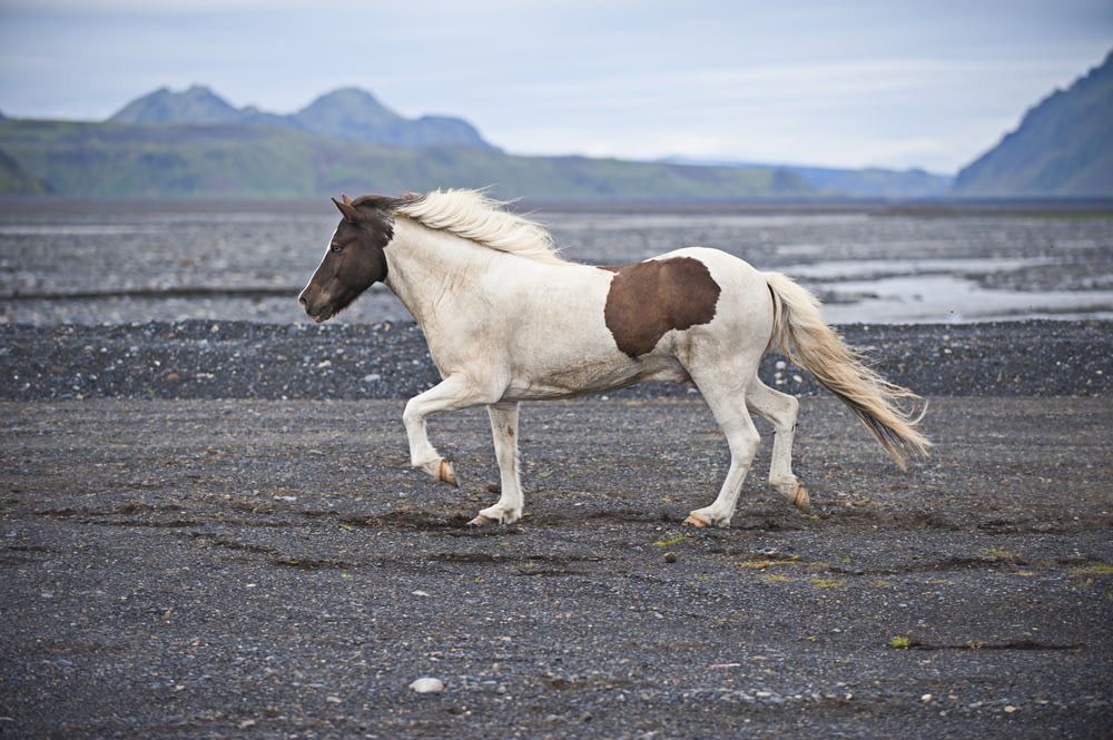 Weißes und braunes Pferd tagsüber an Land