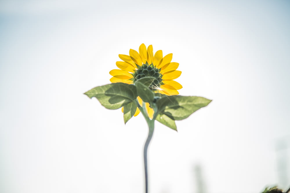 Fotografía de enfoque selectivo de flor de pétalos amarillos