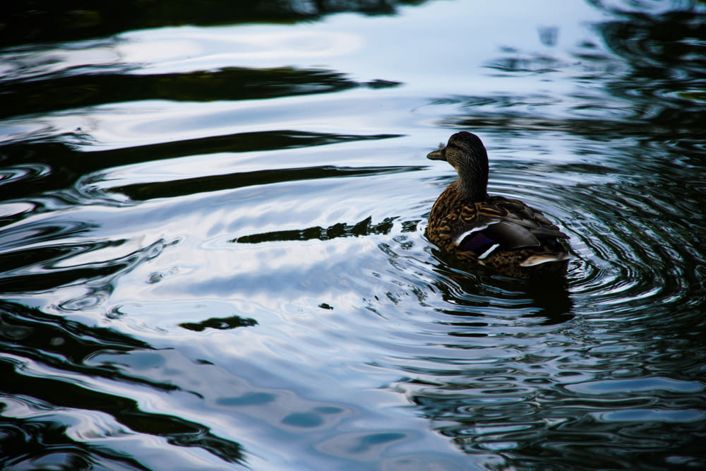 brown duck on water with ripples