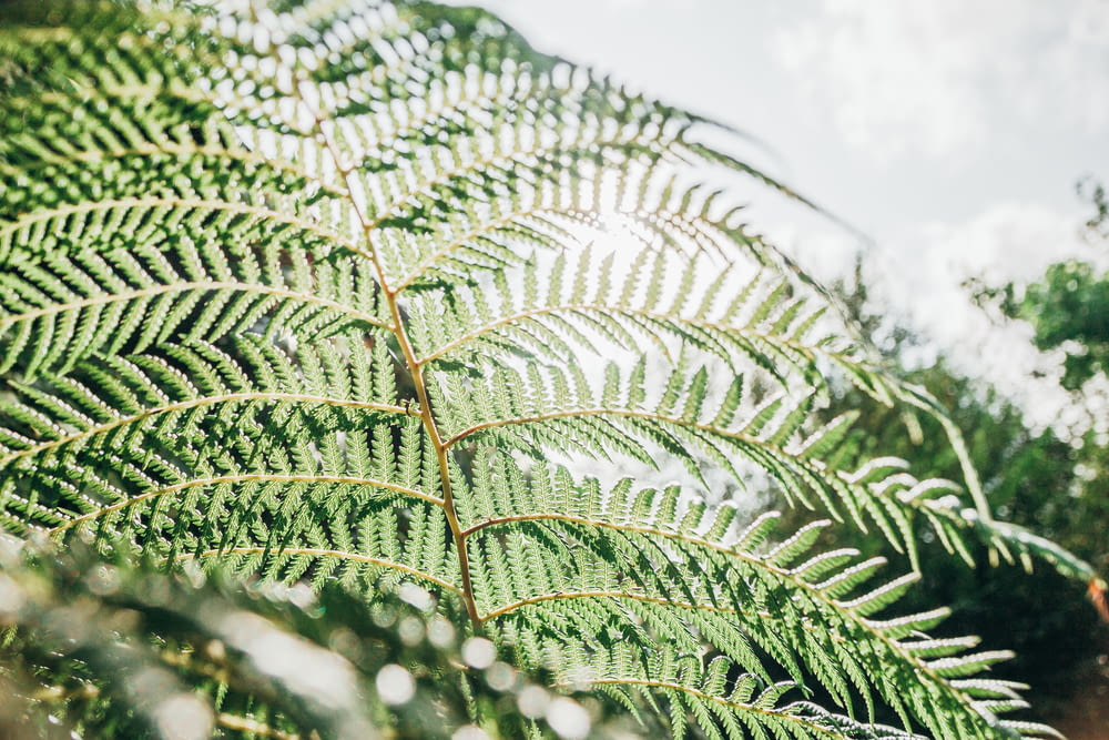 fern plant leaf