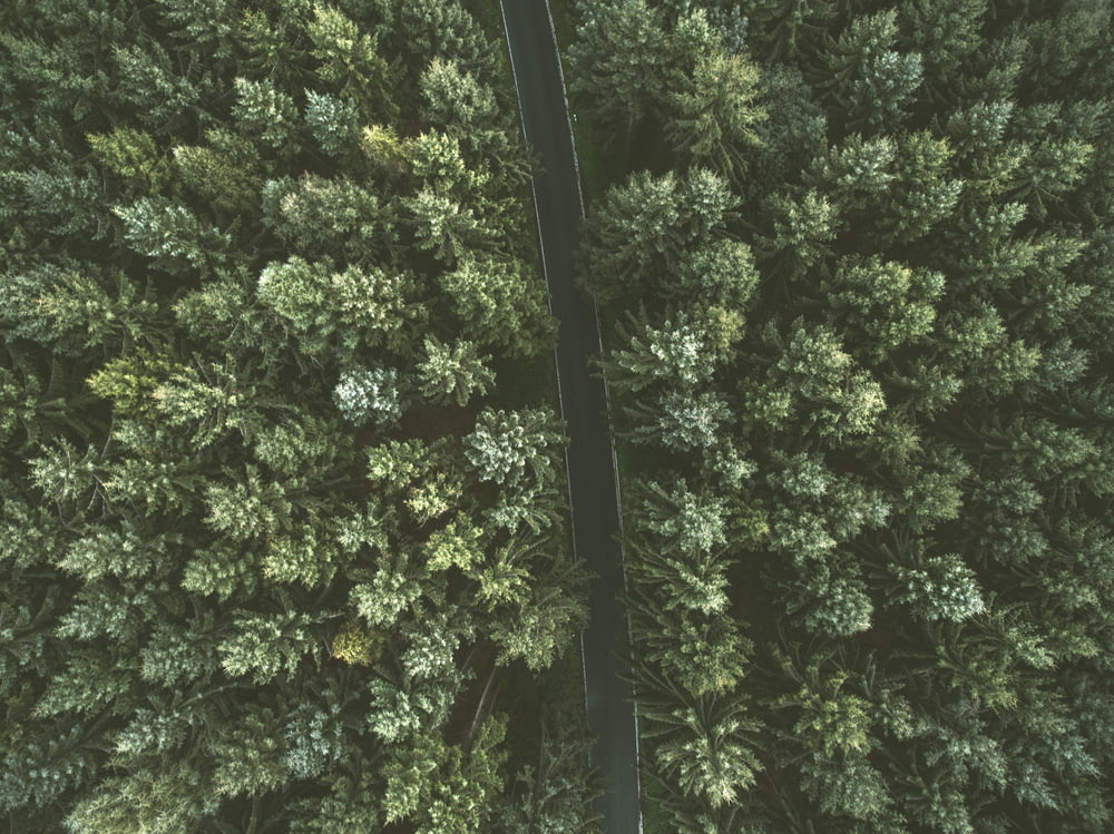 aerial view of concrete road between trees