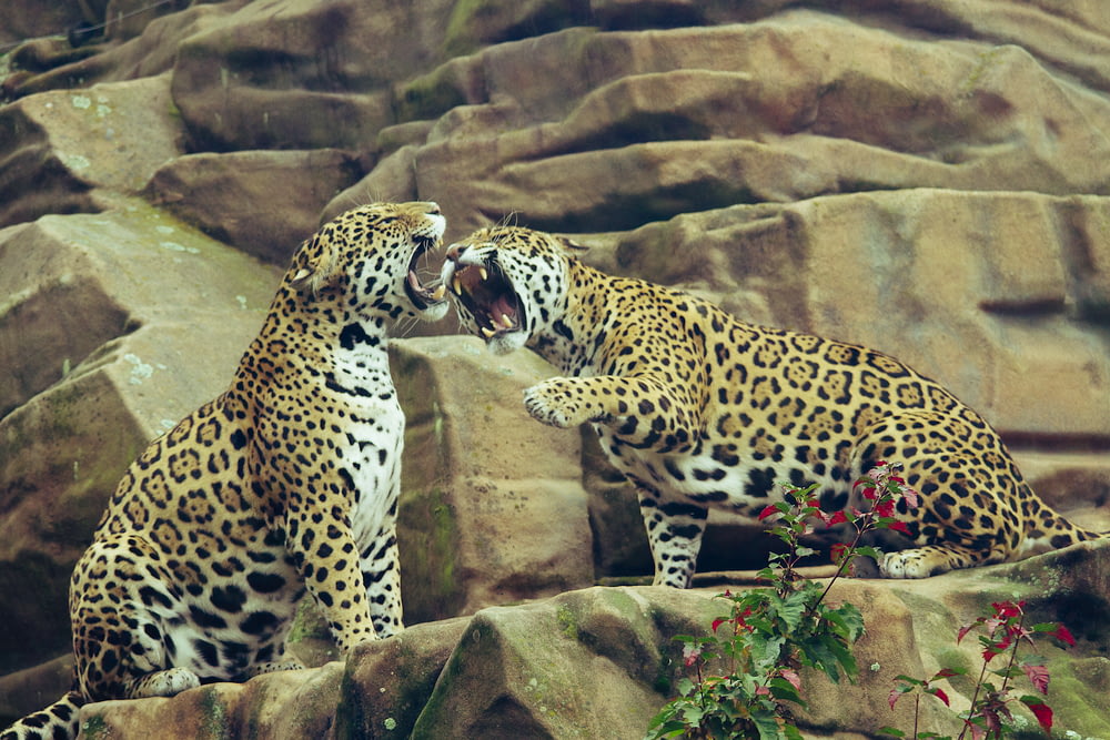 two leopard on brown rock