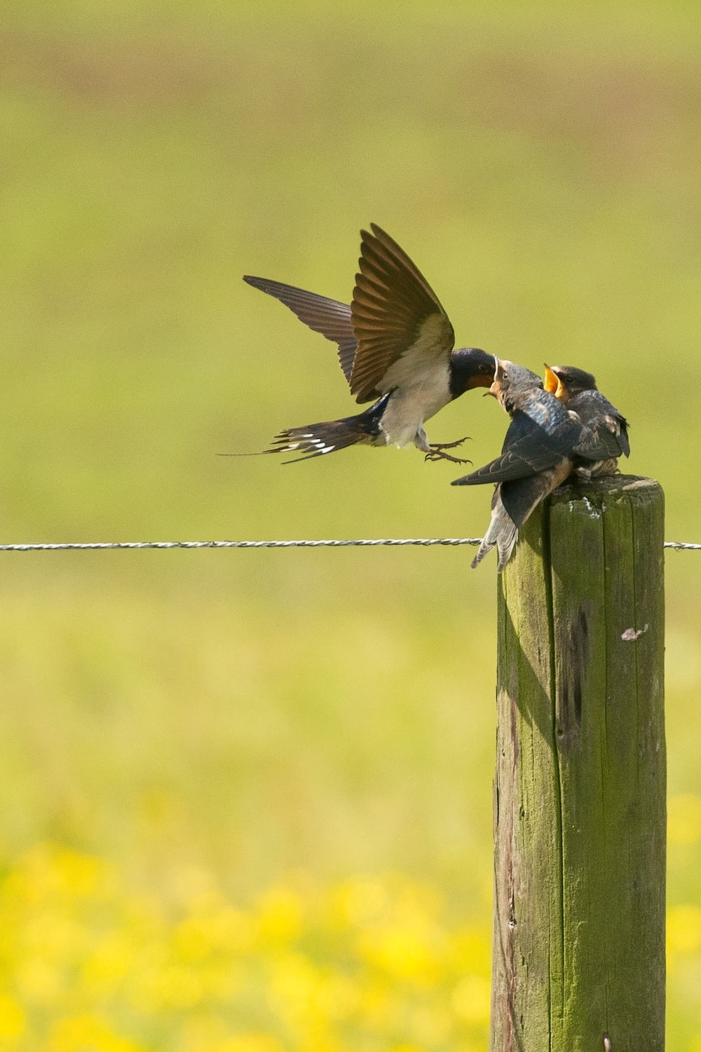 Flachfokusfotografie von Vögeln, die zwei Vogelküken füttern