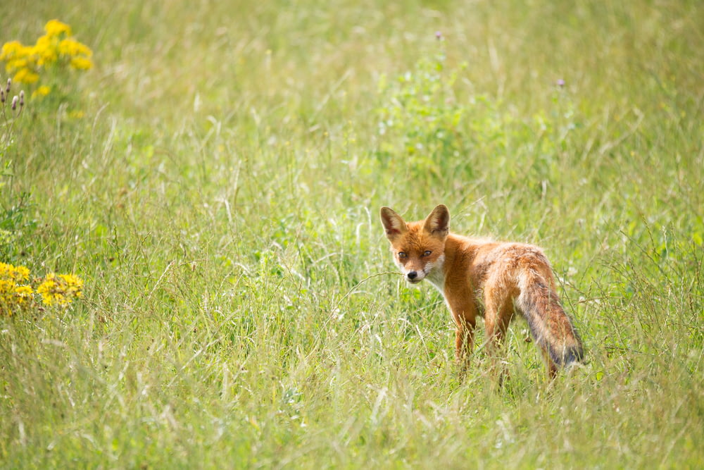 wildlife photography of orange fox