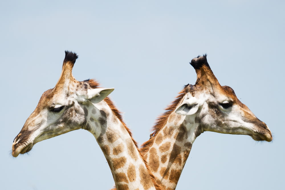 Zwei Giraffen Illustration