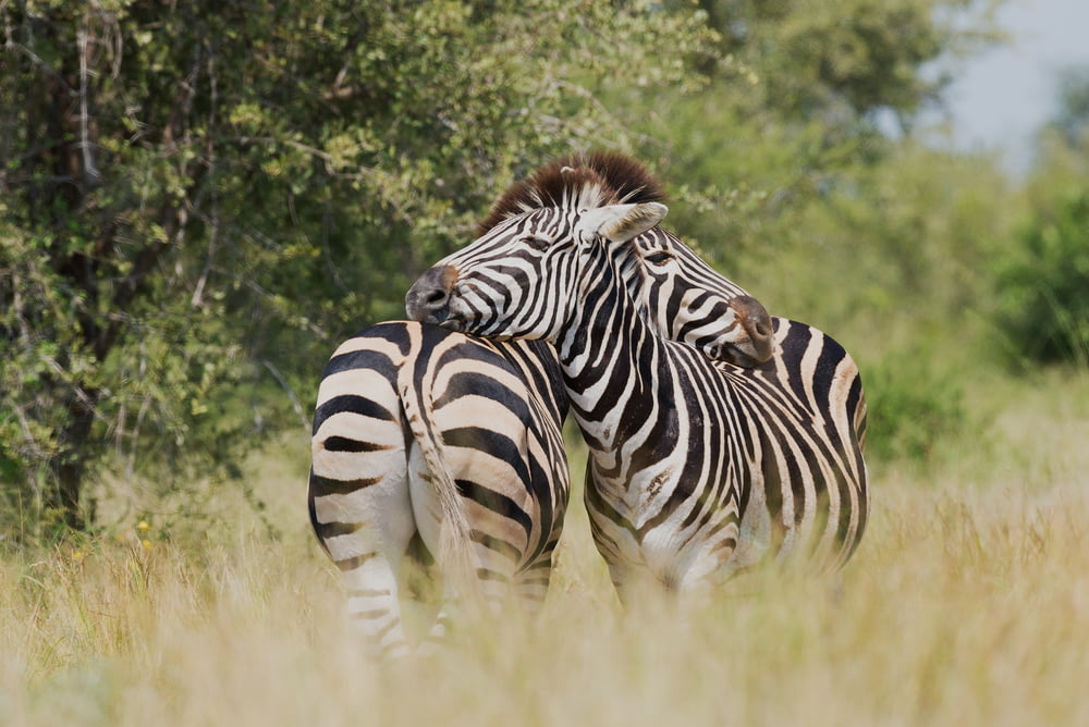 Flachfokusfotografie von zwei Zebras, die an die Wildtiere kuscheln