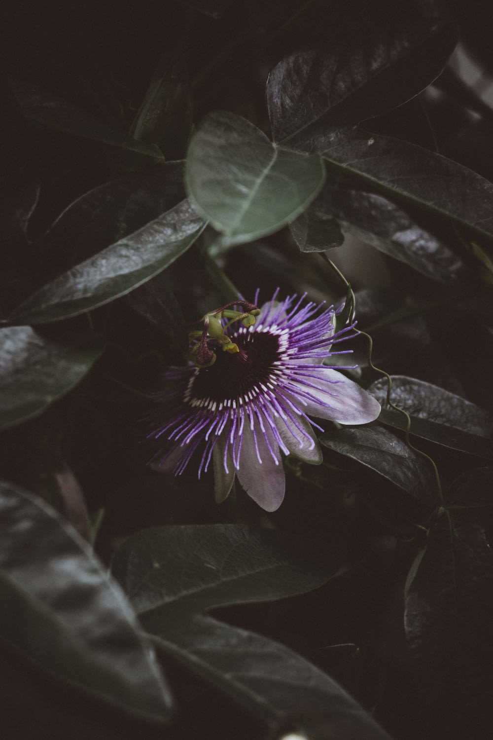 Photographie de mise au point peu profonde de fleur violette