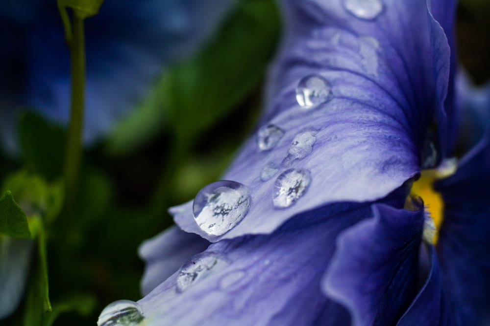 goccioline d'acqua su fiore viola