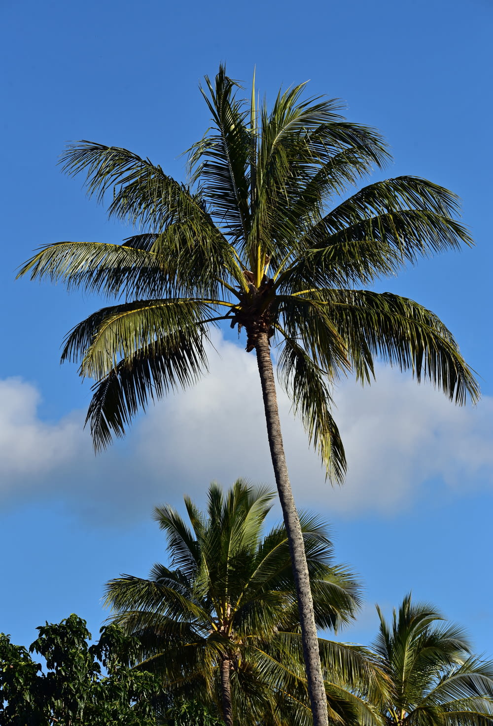 coconut trees during day