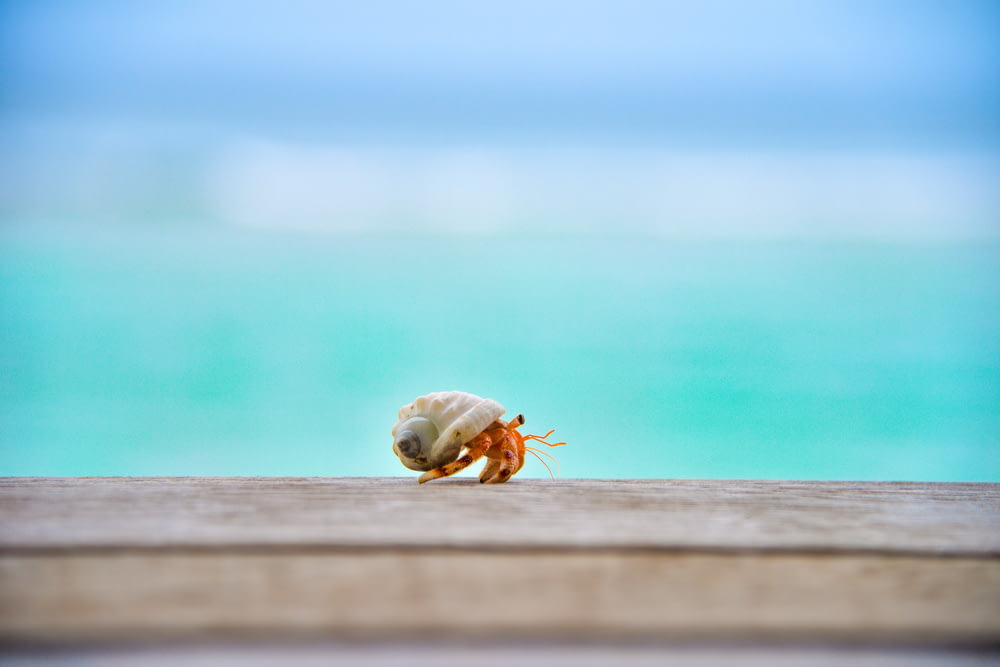 shallow focus photography of hermit crab on top of wood