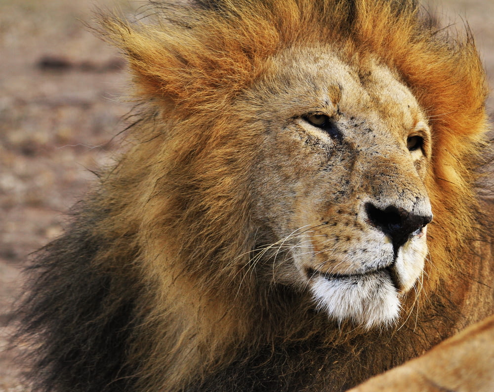 shallow focus photograph of Lion at the wildlife