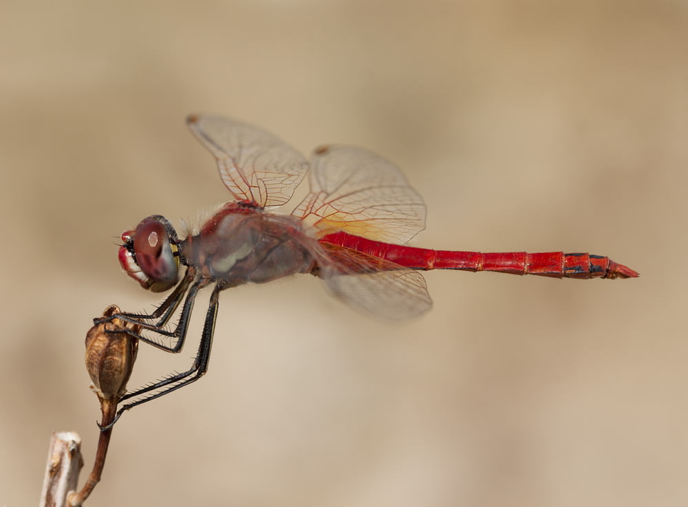 closeup photo of red and gray dragonfly