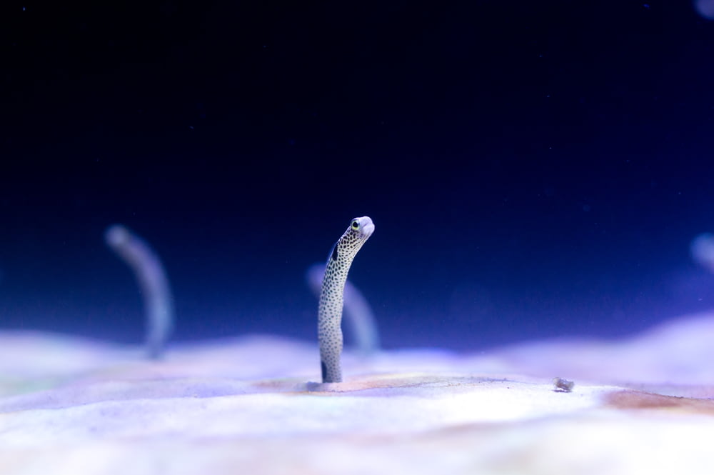 백색 해양 생물의 마이크로 사진