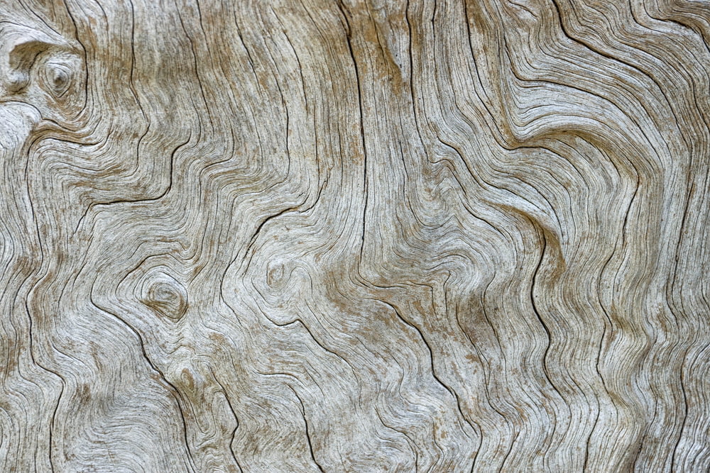 surface du tronc d’arbre