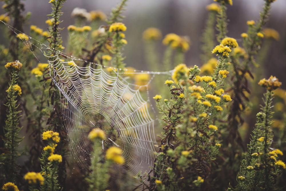 Fotografía de cambio de inclinación de plantas de flores amarillas con tela de araña