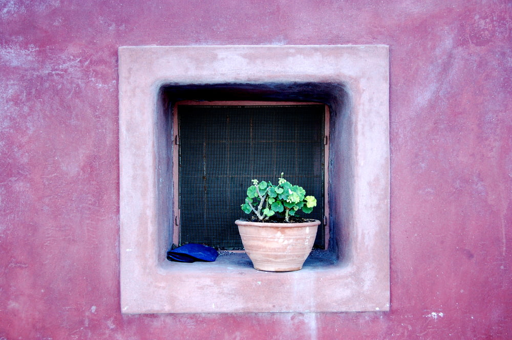 green potted plant on window
