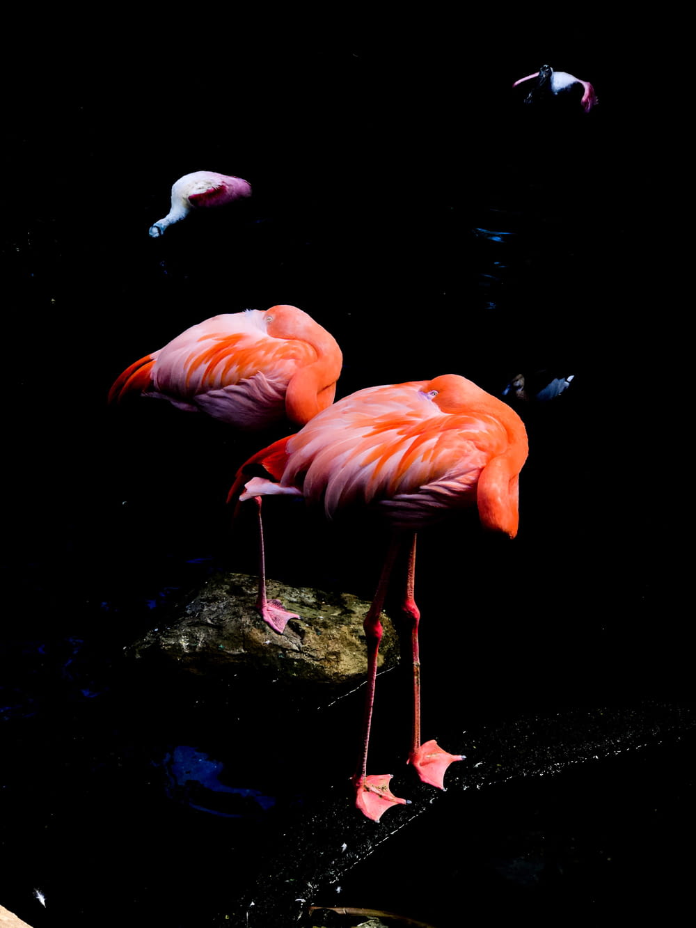 low-light photo of two orange flamingos