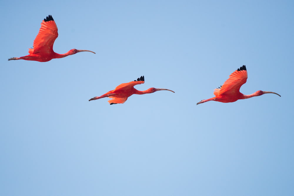 空飛ぶ3羽のフラミンゴ
