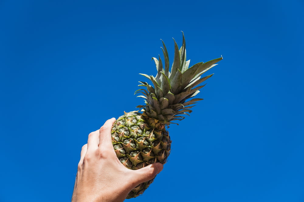 person holding pineapple fruit under blue sky during daytime