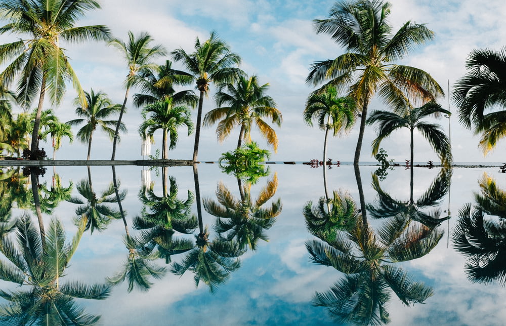water reflection of coconut palm trees