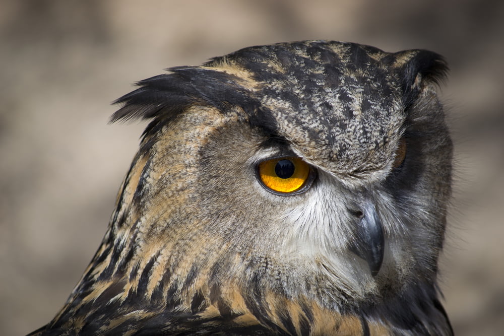 selective focus photography of brown and black owl
