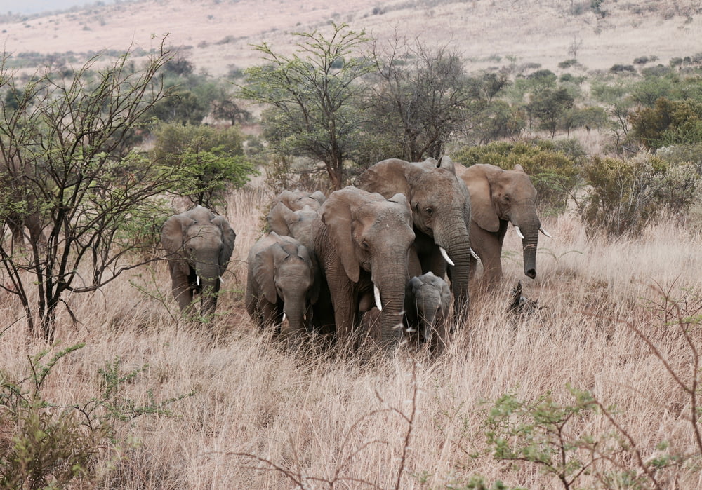 herd of elephants standing on grass field