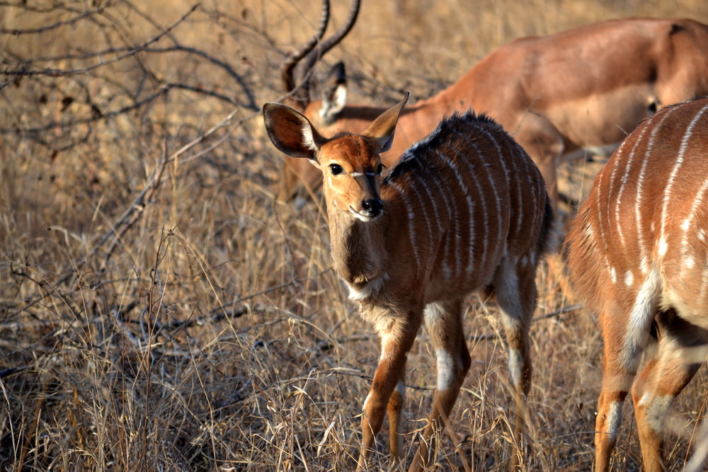 枯れ草の上に立つ雌鹿のセレクティブフォーカス写真