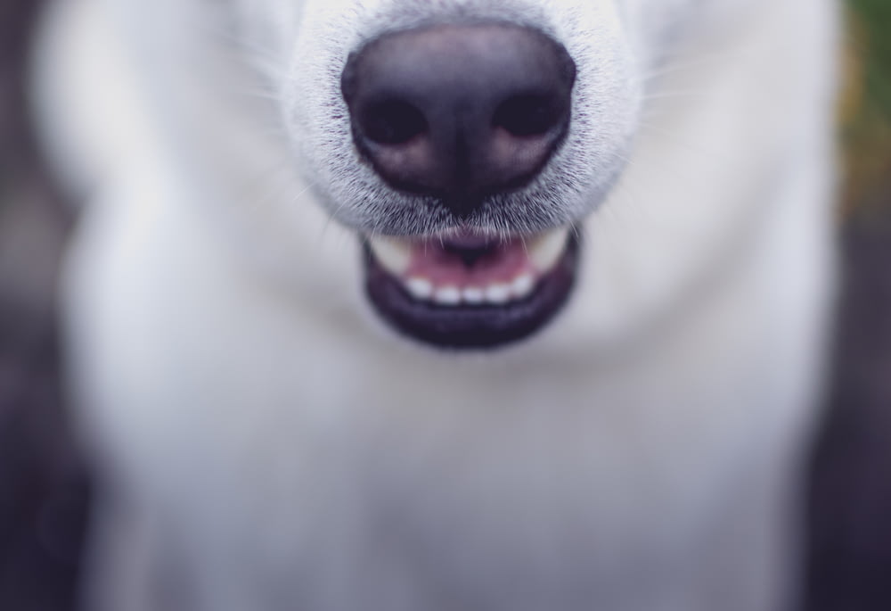 foto a fuoco selettiva del cane bianco