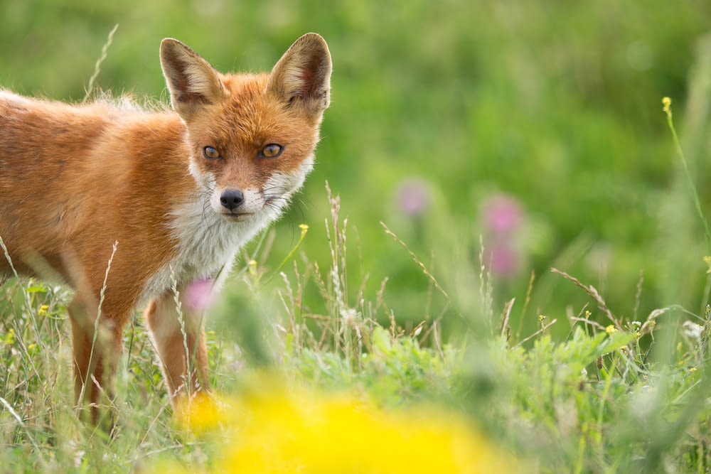 selective focus photography of brown fox on grass