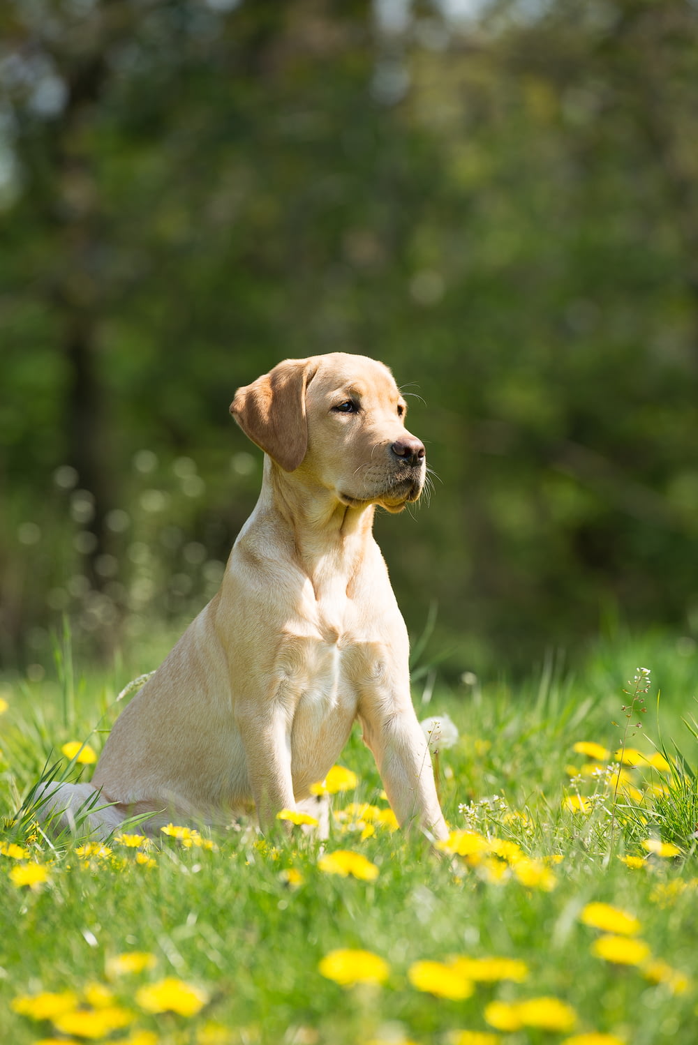 Foto de enfoque selectivo de perro marrón de pelo corto acostado en un campo de hierba