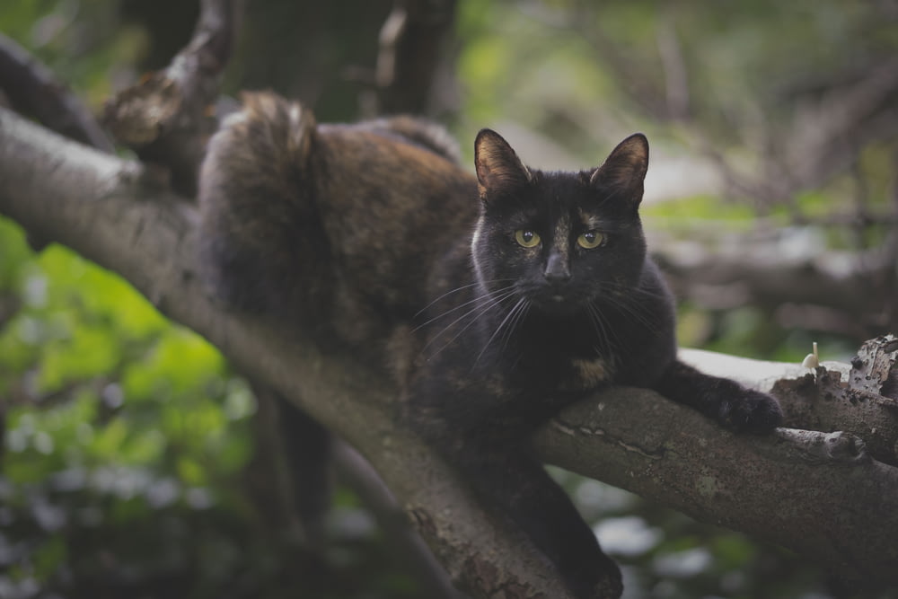 selective focus photography of black cat on tree branch