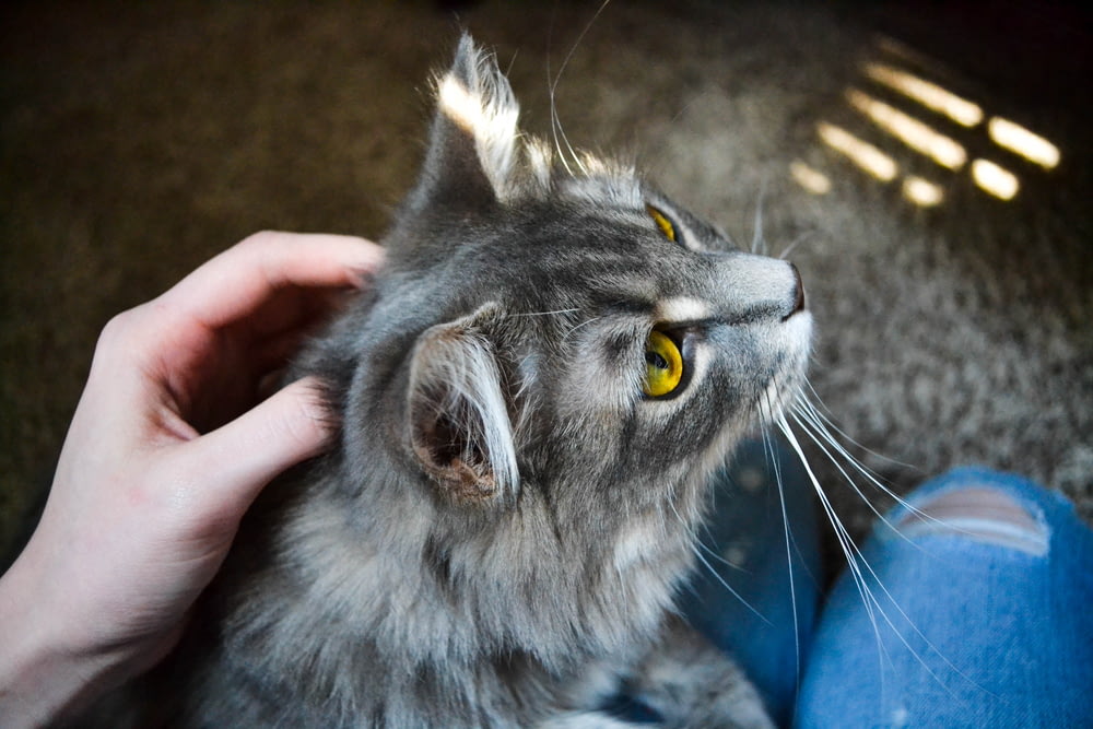 person holding gray cat