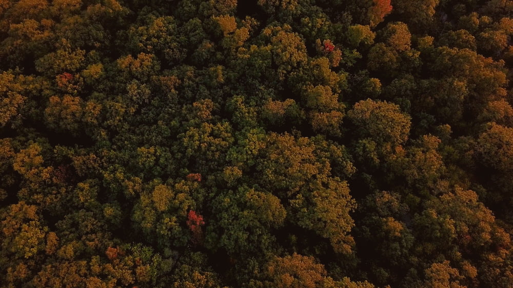 Vista aérea da floresta verde e marrom durante o dia