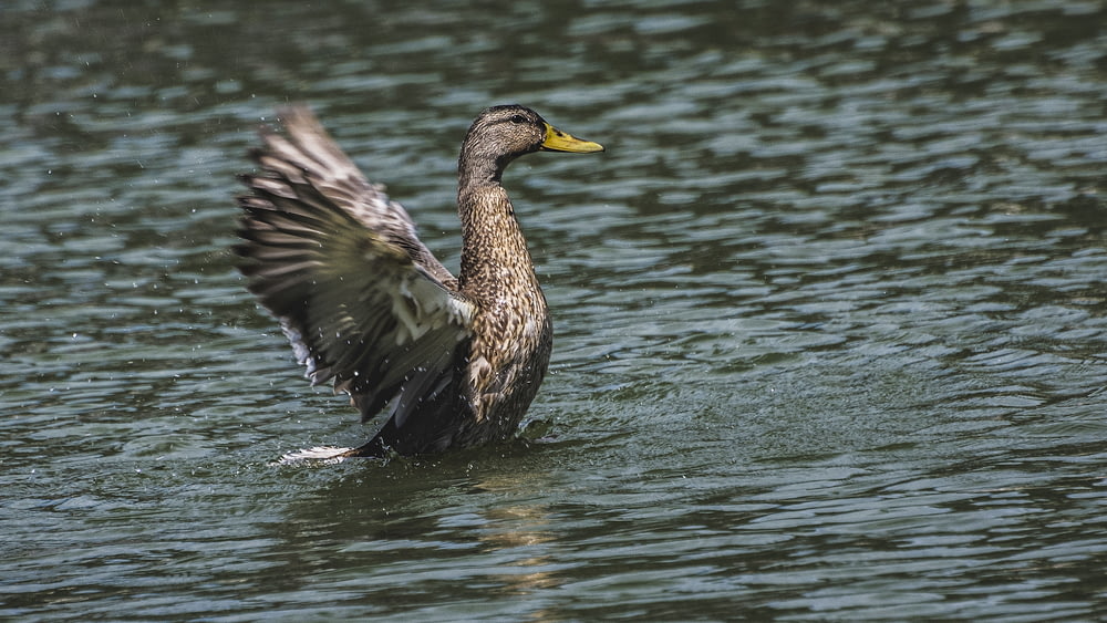 brown mallard duck on body of water at daytime